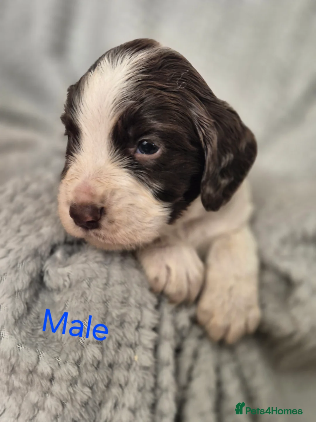 Sprocker dogs for sale: F1 sprocker puppies  in Derby - Advert 9