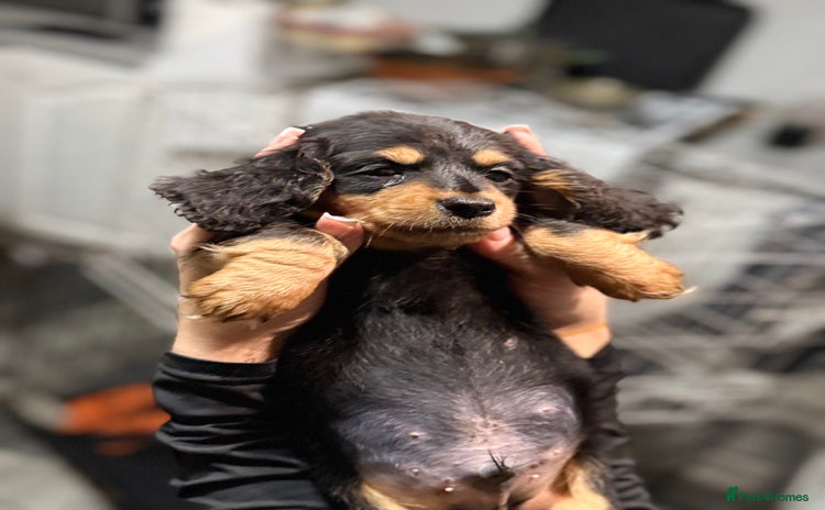 Miniature Dachshund dogs - Advert 2