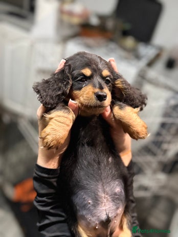 Miniature Dachshund dogs - Advert 2