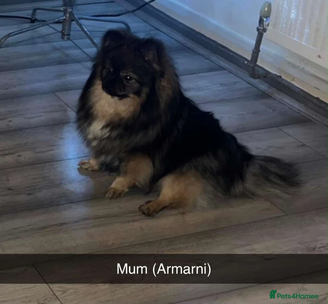 Pomeranian dogs for sale: KC registered Pomeranian boy puppy in Slough - Advert 1