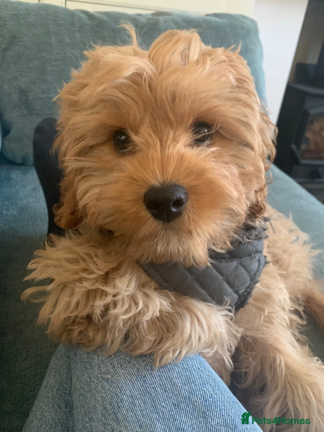 Toy Poodle dogs for stud: 🌹 RED TOY POODLE 9 INCH 2.8 KG HEALTH TESTED 🌹 in Romford - Advert 17