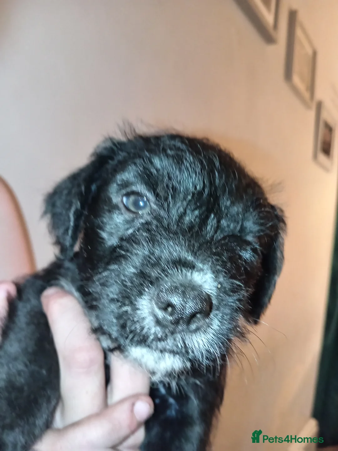 Patterjack dogs for sale: Beautiful Patterjack Pups - Advert 9