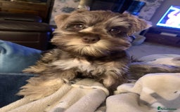 Miniature Schnauzer dogs for stud: KC REG Liver & Tan Miniature Schnauzer Stud - Image 10