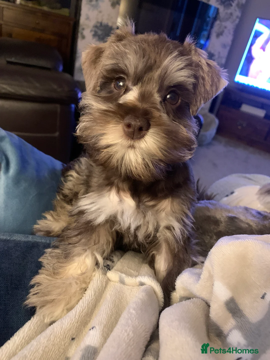 Miniature Schnauzer dogs for stud: KC REG Liver & Tan Miniature Schnauzer Stud - Advert 10