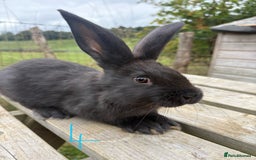 Continental Giant rabbits for sale: Pure breed very large Giant continental rabbits  - Image 15
