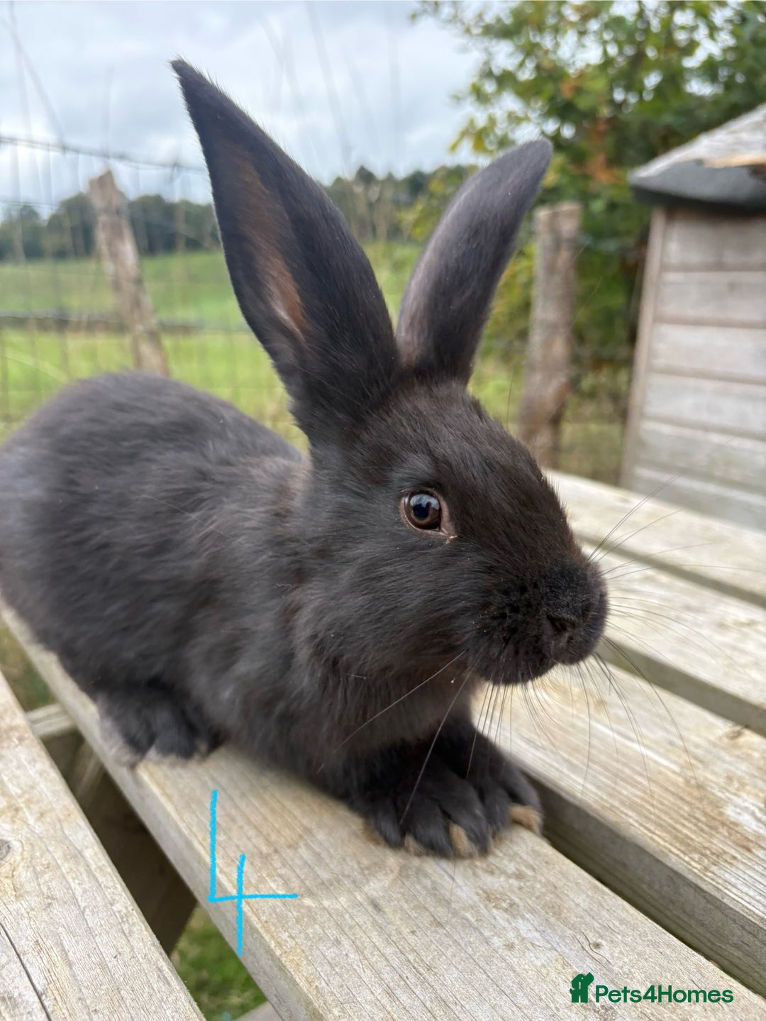 Continental Giant rabbits for sale: Pure breed very large Giant continental rabbits  - Image 15