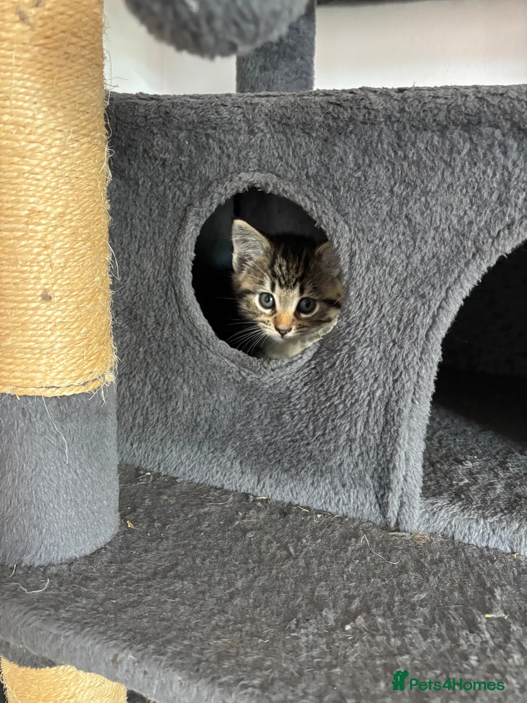 Mixed Breed cats for sale: Gorgeous tabby kittens  - Advert 2
