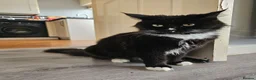 Maine Coon cats for sale: Beautiful Maine Coon Kittens - Advert 2
