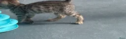 Bengal cats for sale: Pure bengal kittens - Advert 4