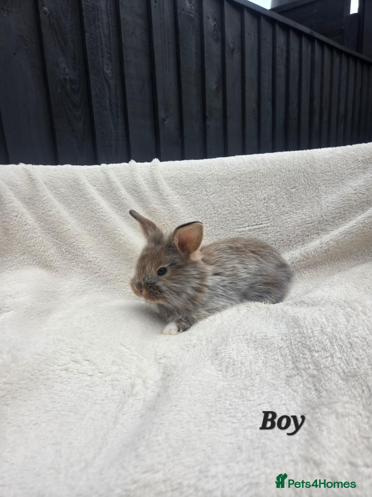 Mixed Breed rabbits Stunning rabbits ready for their new forever homes - Advert 1