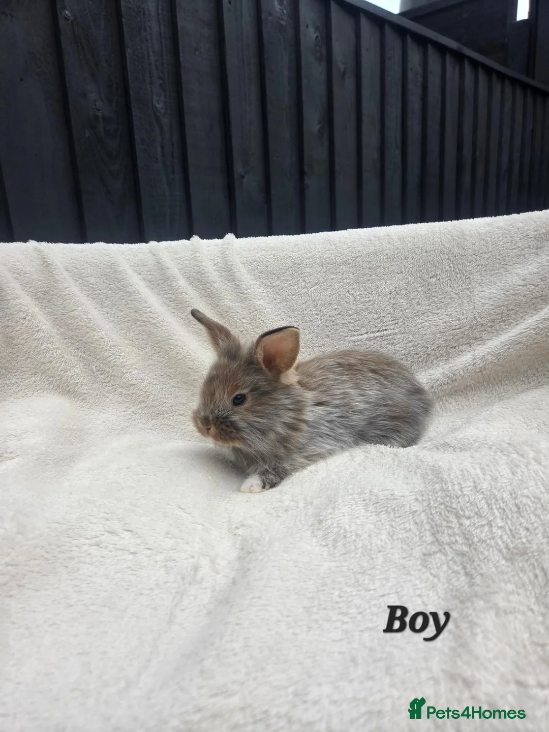 Mixed Breed rabbits for sale: Stunning rabbits ready for their new forever homes - Advert 1