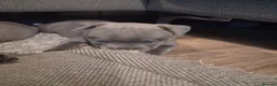 Staffordshire Bull Terrier dogs for sale: 3 beautiful blue Staffordshire terrier pups in Spalding - Advert 6
