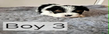 Biewer Terrier 3