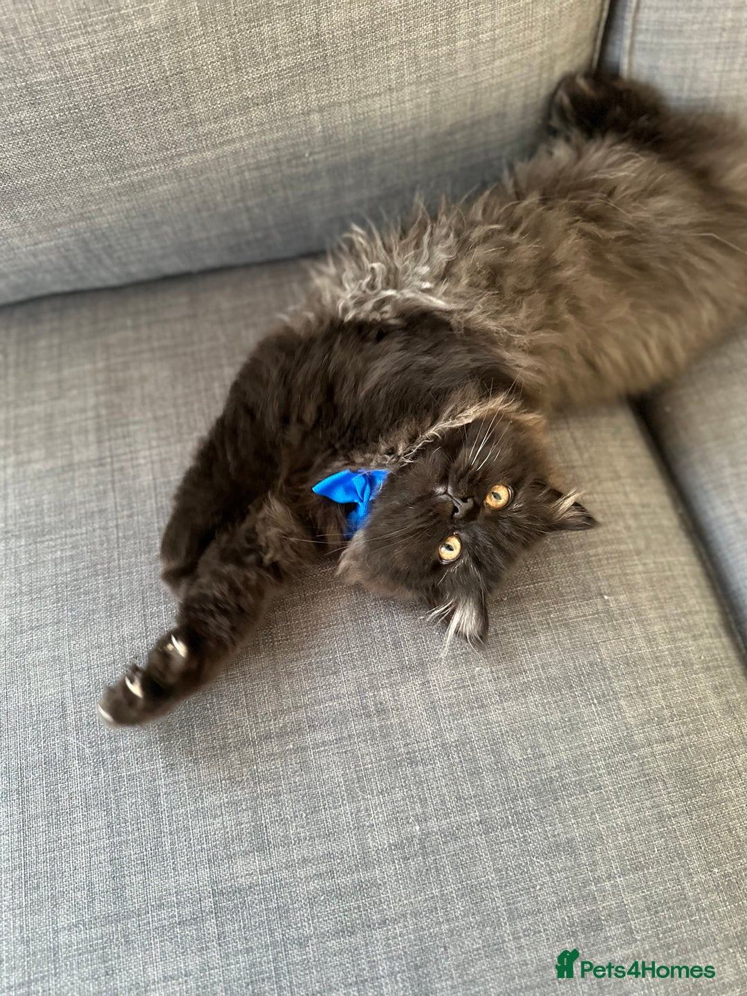 Persian cats for sale: Black Persian Gorgeous Boy  - Image 4