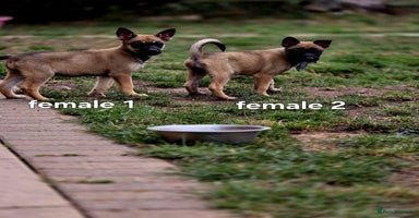 Mixed Breed dogs - Advert 6