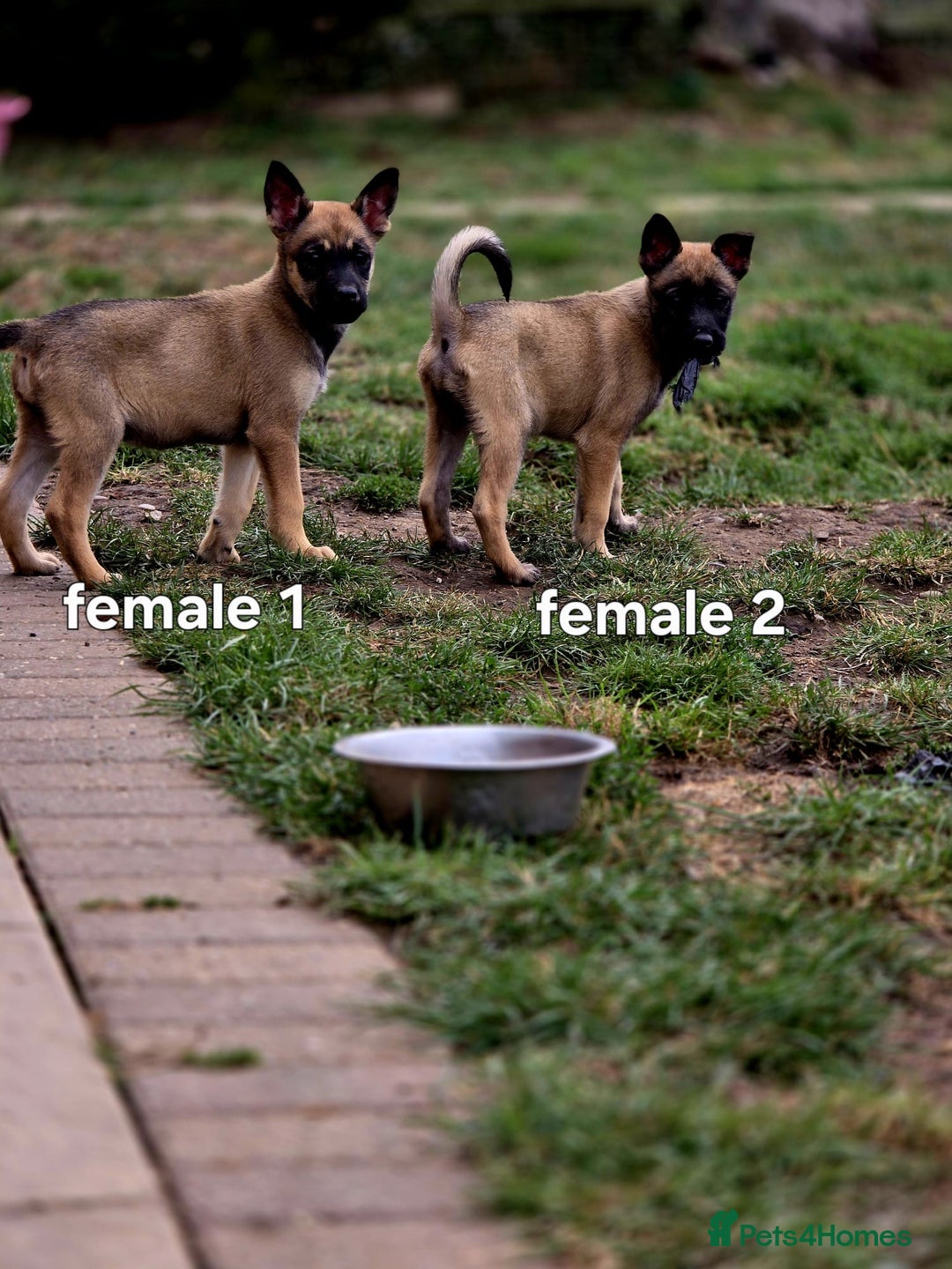 Mixed Breed dogs for sale: Stunning Shepsky Pups! - Image 6