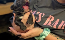 Cocker Spaniel dogs for sale: 🐾 Working Cocker Spaniel Puppies 🐾 - Image 15