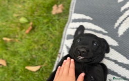 Labrador Retriever dogs for sale: 1 Excellent, outstanding male ready 9 November  - Image 2