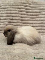 Mini Lop rabbits - Advert 2