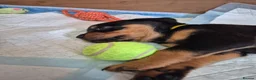 Rottweiler dogs for sale: Rottweiler puppies - Advert 18
