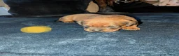Boxweiler dogs for sale: Boxer x Rottweiler puppies  - Advert 16