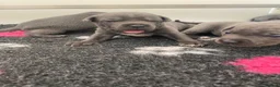Staffordshire Bull Terrier dogs for sale: World renowned Samtan Blue Dozer Pups  - Advert 11
