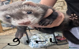 Ferret rodents for sale: Baby ferrets - Image 4
