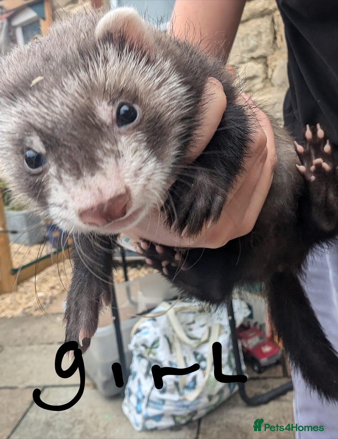 Ferret rodents for sale: Baby ferrets - Image 4