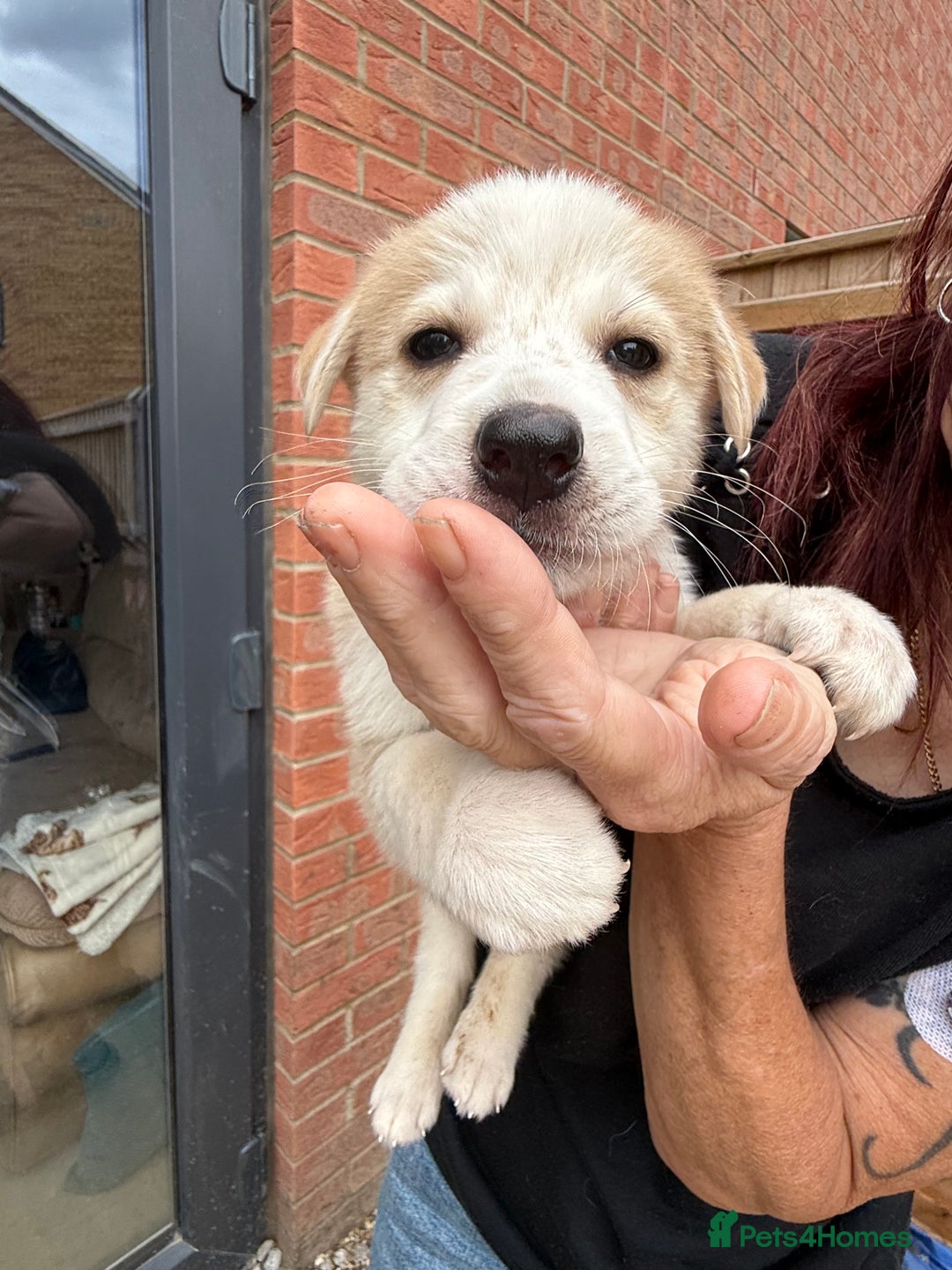 Mixed Breed dogs for sale: German Shepherd x Husky  - Image 3