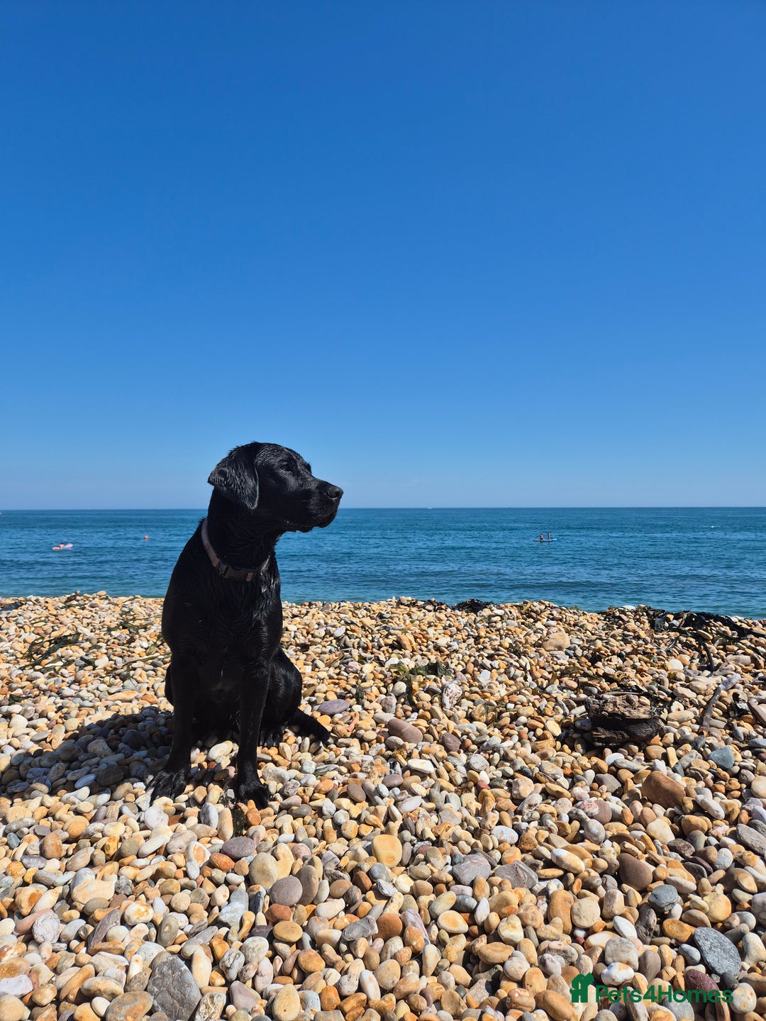 Labrador Retriever dogs for sale: Beautiful Puppies Looking for Loving Homes - Advert 18