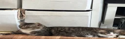 Mixed Breed cats for sale: Long hair white & tabby dog friendly  - Advert 3