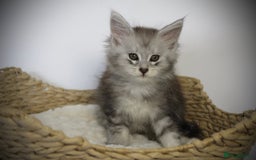Maine Coon cats for sale: TICA registered Maine coon kittens, shaded lines - Image 8