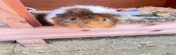 Guinea Pig rodents for sale: 2 Male Guinea Pigs in Liverpool - Advert 4