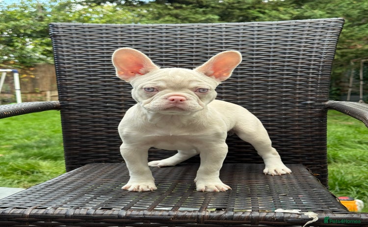 French Bulldog dogs - Advert 1