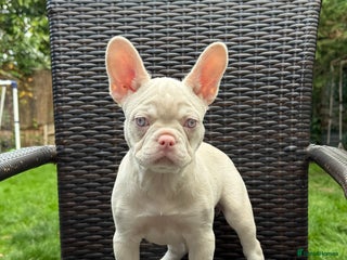 French Bulldog dogs - Advert 6