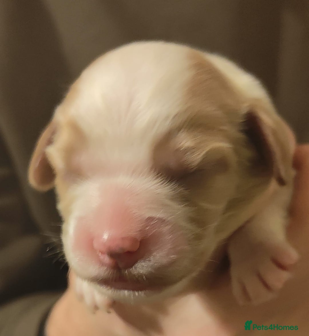 Cocker Spaniel dogs for sale: Cocker spaniel pups 4 days old - Advert 4