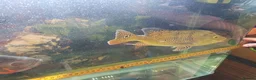 Cichlids fish for sale: Kelberi Peacock Bass - Advert 5
