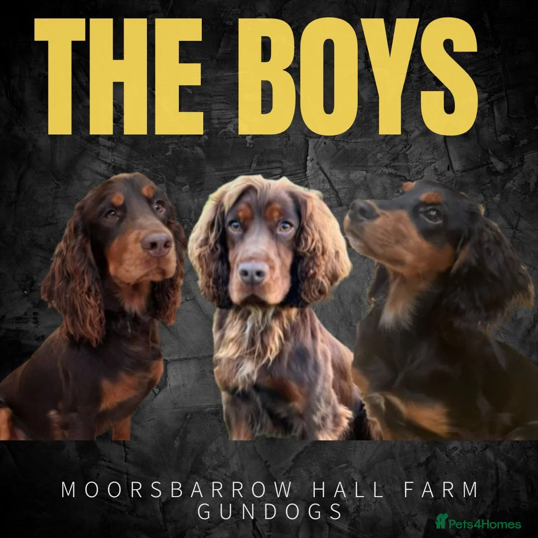 Cocker Spaniel dogs for stud: Champion bred Working cocker spaniel stud dogs  in Middlewich - Advert 1