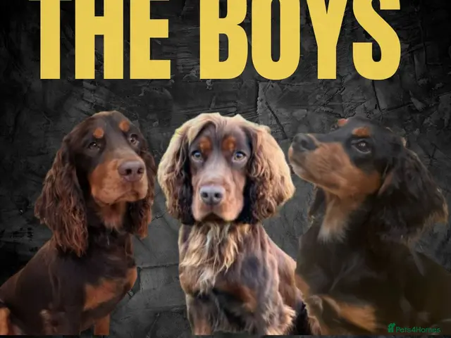 Cocker Spaniel dogs Champion bred Working cocker spaniel stud dogs - Advert 5