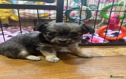 Chihuahua dogs for sale: Puppies  - Image 15