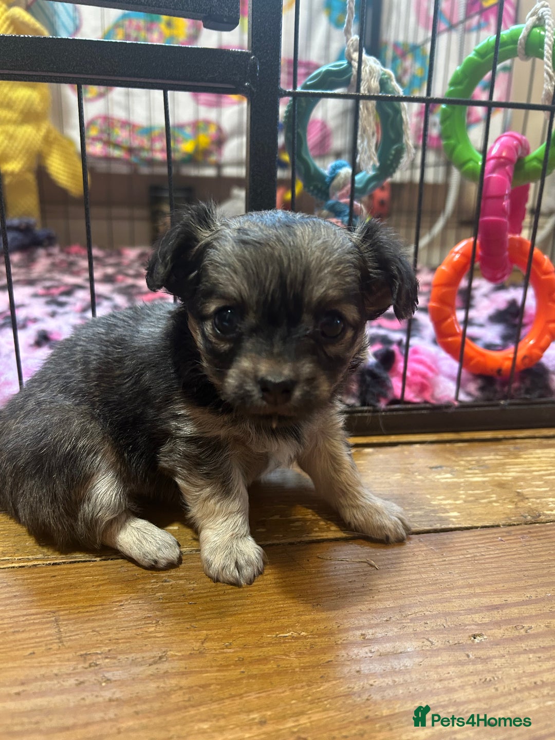 Chihuahua dogs for sale: Puppies  - Image 15
