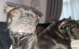 French Bulldog dogs for sale: 2x French bulldogs - Image 3