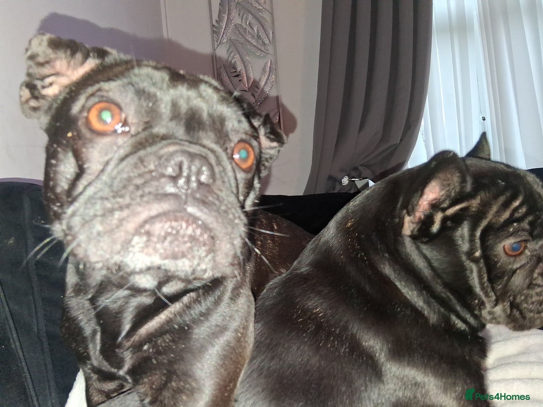 French Bulldog dogs for sale: 2x French bulldogs - Image 3