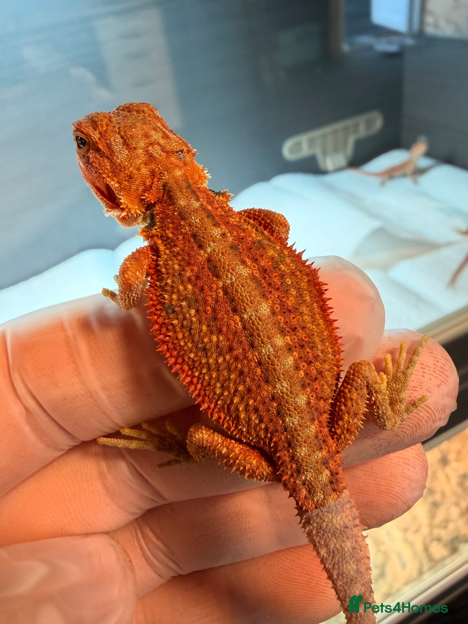 Bearded Dragon reptiles G stripe Baby Bearded Dragons available - Advert 1