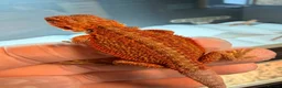 Bearded Dragon reptiles for sale: G stripe Baby Bearded Dragons available - Advert 1