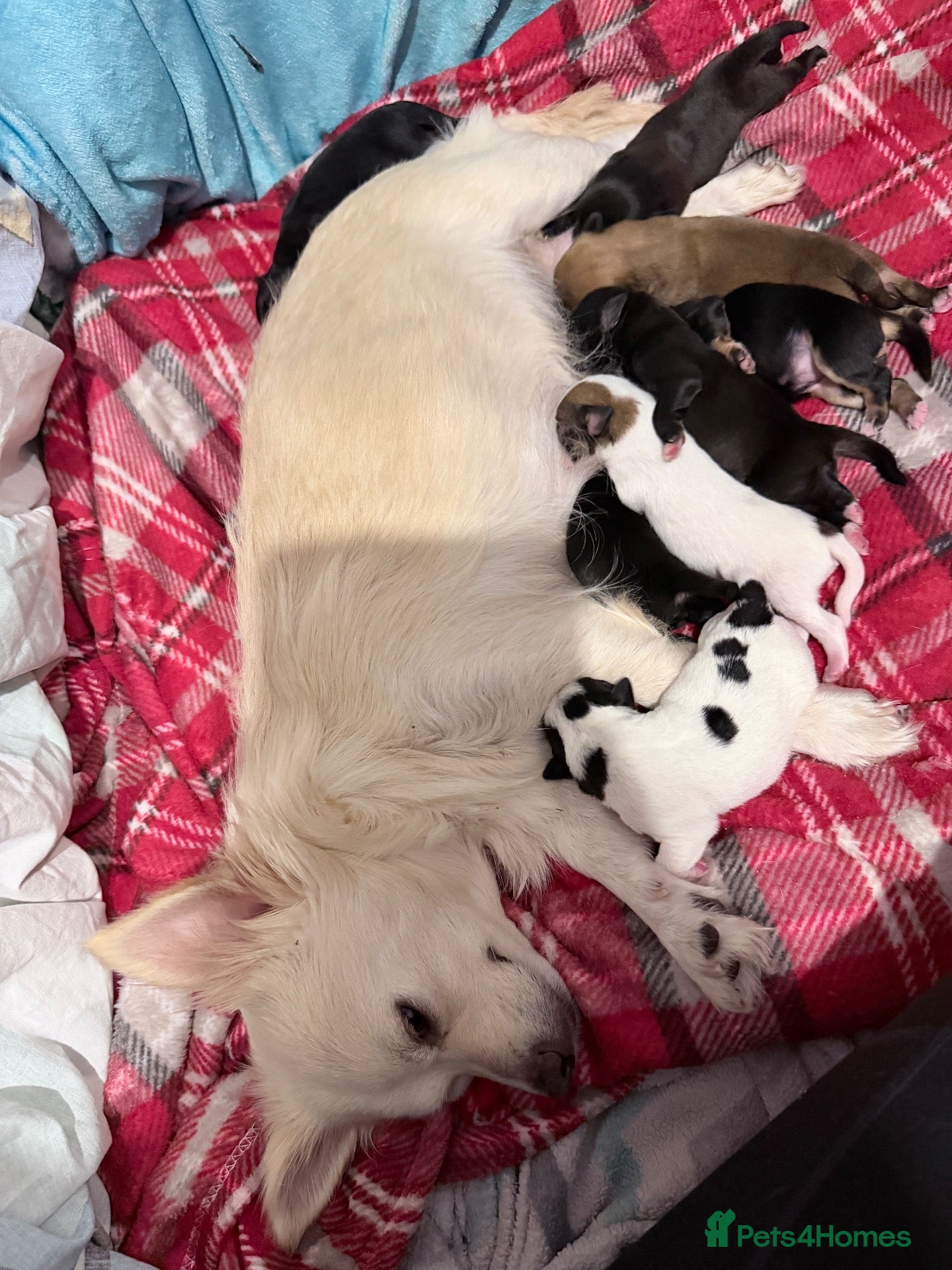 Mixed Breed dogs Beautiful Jack russels  - Advert 3