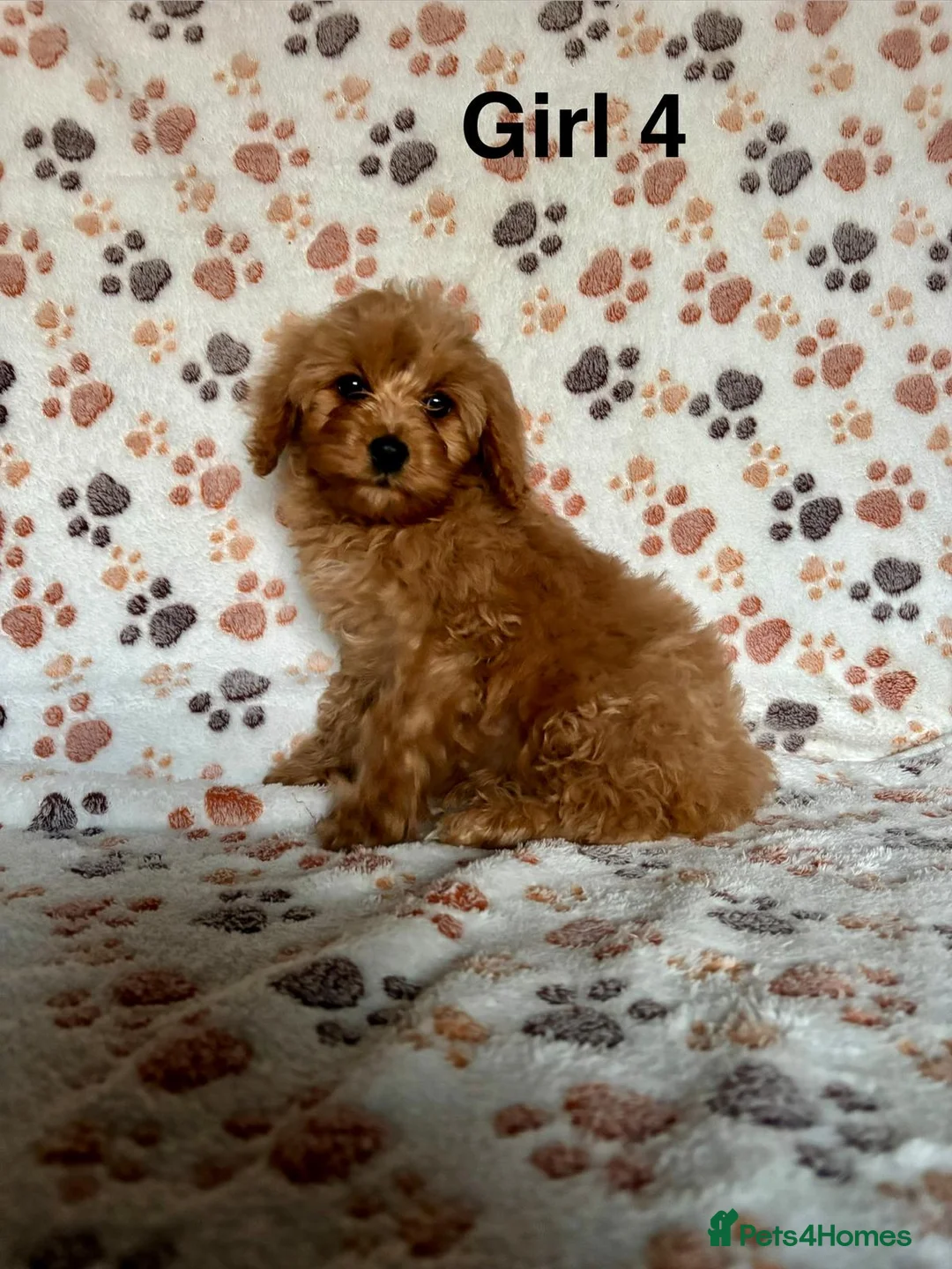 Cavapoo dogs for sale: Beautiful red Cavapoos  in Sheerness - Advert 18