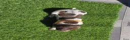 German Shorthaired Pointer dogs for sale: Stunning example of KC German Shorthaired Pointers in Tredegar - Advert 23