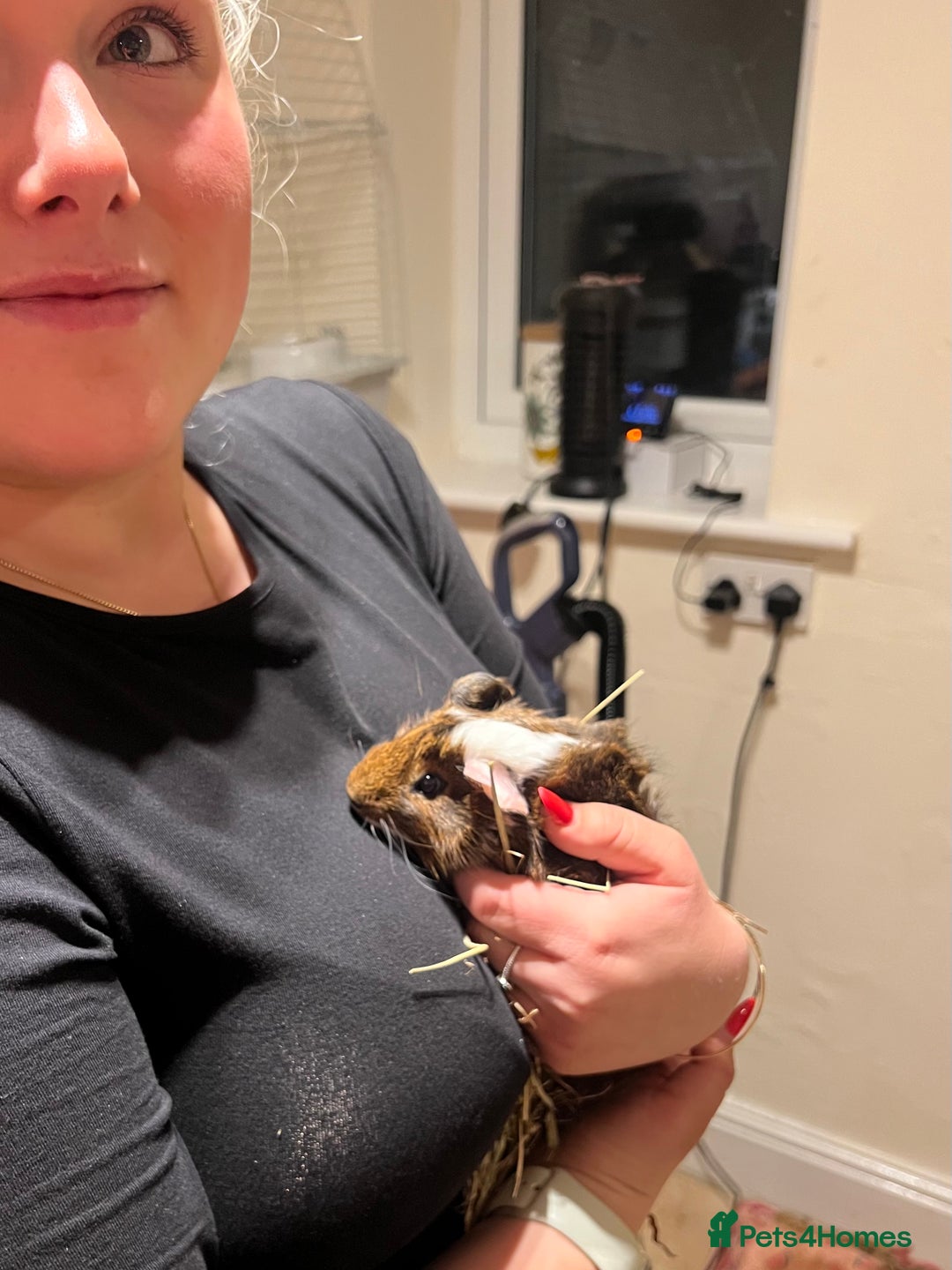 Guinea Pig rodents for sale: Three male guinea pigs  - Advert 6