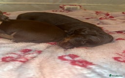 Miniature Dachshund dogs for sale: Miniature dachshund  - Image 12